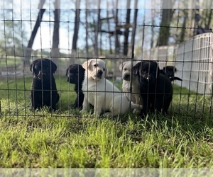 Labrador Retriever Puppy for Sale in LOUISBURG, North Carolina USA