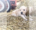 Puppy 8 Golden Retriever