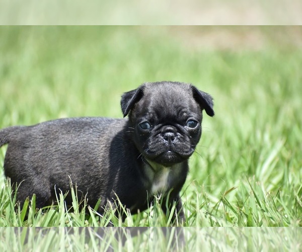Medium Photo #6 Pug Puppy For Sale in PALM COAST, FL, USA