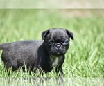 Small #5 Pug
