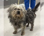 Small Mutt