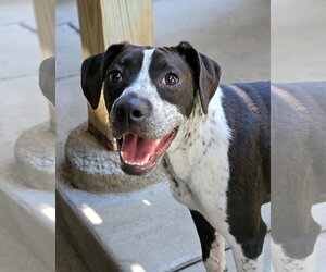 Colby - Male Boston Terrier-Boxer Mix Dog for Adoption - Photo #5