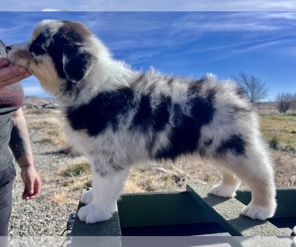 Medium Photo #2 Australian Shepherd Puppy For Sale in PRESCOTT VALLEY, AZ, USA