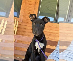 German Shepherd Dog-Unknown Mix Dogs for adoption in Germantown, OH, USA