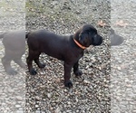 Small Photo #4 Irish Setter-Labrador Retriever Mix Puppy For Sale in SHEDD, OR, USA