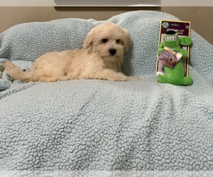 Maltese-Poodle (Toy) Mix Puppy for sale in BENSON, NC, USA