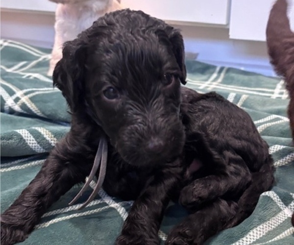 Medium Photo #15 Schnoodle (Giant) Puppy For Sale in ANDERSON, CA, USA