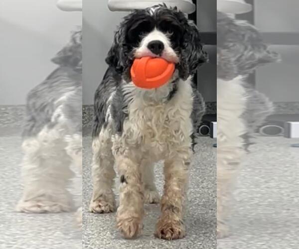 Medium Photo #9 Cocker Spaniel Puppy For Sale in Westminster, MD, USA