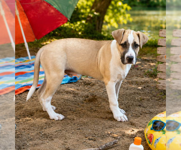 Medium Photo #4 Labrador Retriever-Unknown Mix Puppy For Sale in Yardley, PA, USA
