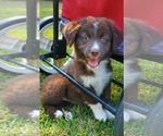 Puppy Puppy 2 Australian Shepherd