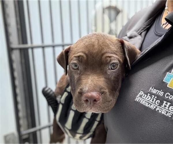 Medium Photo #1 Staffordshire Bull Terrier Puppy For Sale in Houston, TX, USA