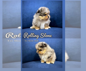 Pomeranian Puppy for Sale in HOMESTEAD, Florida USA