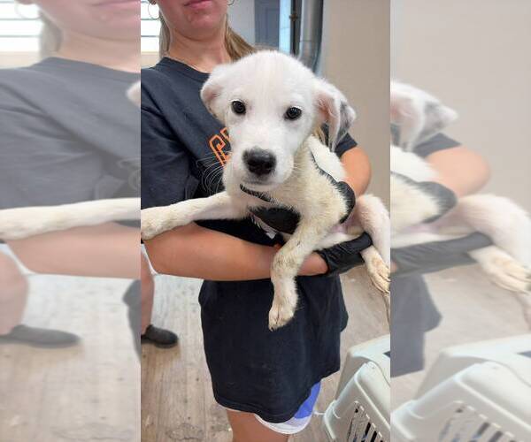 Medium Photo #2 Great Pyrenees-Unknown Mix Puppy For Sale in Calgary, Alberta, Canada