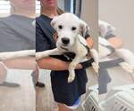 Small #1 Great Pyrenees Mix