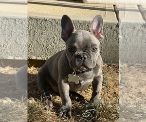 French Bulldog Puppy for sale in BEECH GROVE, IN, USA