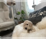 Small #16 Goldendoodle-Poodle (Standard) Mix