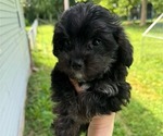 Image preview for Ad Listing. Nickname: AE Party Pups