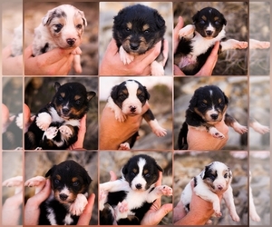Australian Shepherd Puppy for sale in BERTRAM, TX, USA