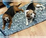 Small #2 Beagle