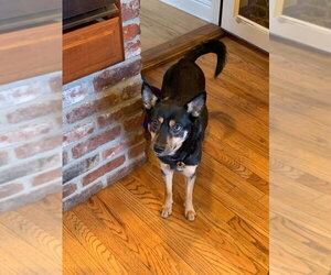 Hazel - Female Mutt Dog for Adoption - Photo #4