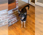 Small Photo #4 Mutt Puppy For Sale in Springdale, PA, USA