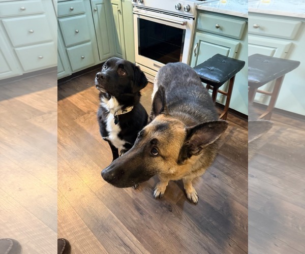 Medium Photo #4 Great Pyrenees-Unknown Mix Puppy For Sale in Uwchlan, PA, USA