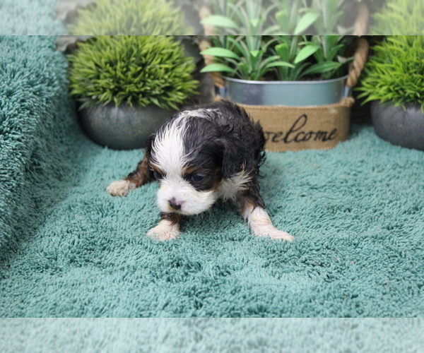 Medium Photo #2 Cavapoo (Miniature) Puppy For Sale in CARLISLE, KY, USA