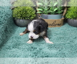 Small #1 Cavapoo (Miniature)