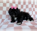 Small #2 Shih-Poo