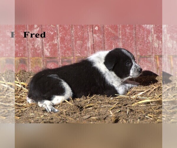 Medium Photo #12 Australian Cattle Dog-Border Collie Mix Puppy For Sale in CLARE, MI, USA