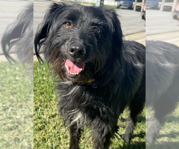 Medium Photo #4 Poodle (Miniature)-Unknown Mix Puppy For Sale in Newport Beach, CA, USA