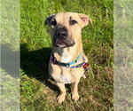 Small Photo #4 American Staffordshire Terrier-Unknown Mix Puppy For Sale in Lakewood, CO, USA
