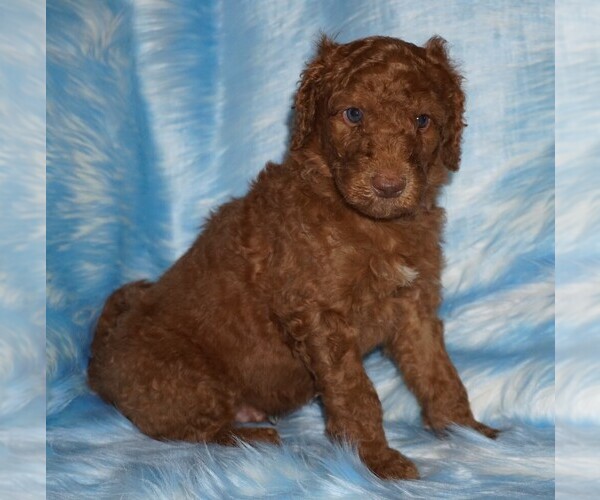 Medium Photo #1 Labradoodle Puppy For Sale in LA HABRA, CA, USA