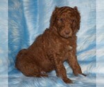 Small Labradoodle