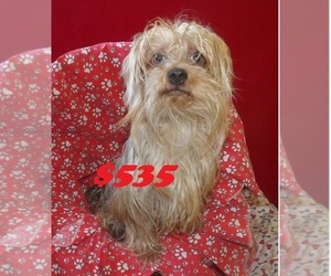 Yorkshire Terrier Puppy for sale in PATERSON, NJ, USA