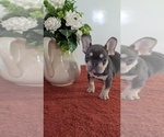 Small Photo #13 French Bulldog Puppy For Sale in GOSHEN, IN, USA