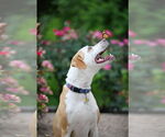 Small #23 American Pit Bull Terrier Mix