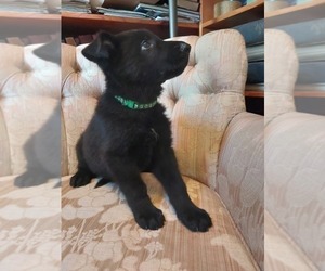 German Shepherd Dog Puppy for sale in BUSHNELL, FL, USA