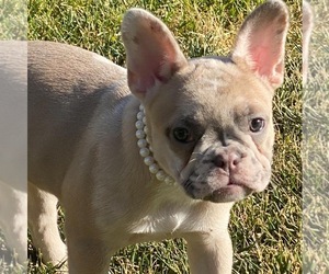 French Bulldog Puppy for sale in RANCHO CALIFORNIA, CA, USA