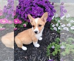 Small Photo #40 Pembroke Welsh Corgi Puppy For Sale in SHILOH, OH, USA