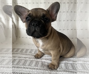 French Bulldog Puppy for sale in CHARLOTTE, NC, USA