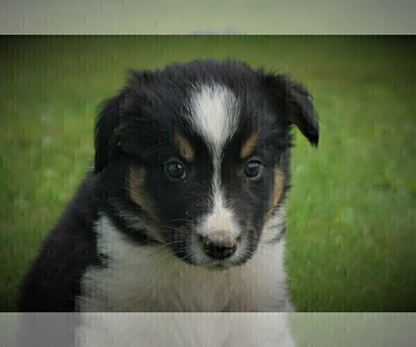 Medium Photo #2 Border Collie Puppy For Sale in LUBLIN, WI, USA