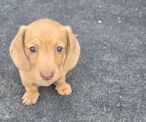 Dachshund Puppy for Sale in COMMERCE, Texas USA