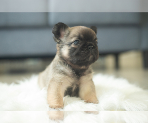 French Bulldog Puppy for sale in PALM SPRINGS, CA, USA