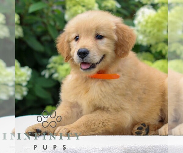 Medium Photo #3 Golden Retriever Puppy For Sale in LITITZ, PA, USA