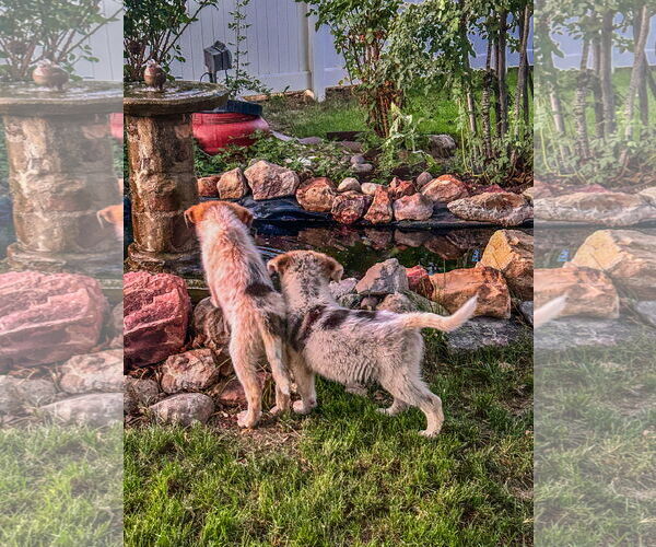 Medium Photo #5 Australian Shepherd-Unknown Mix Puppy For Sale in Sandy, UT, USA