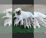 Small Photo #14 Pug Puppy For Sale in BELPRE, OH, USA