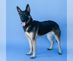 Small #1 German Shepherd Dog