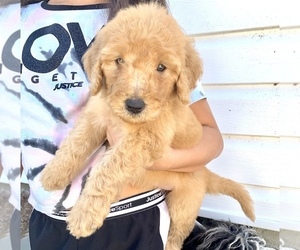Labradoodle-Poodle (Standard) Mix Puppy for sale in DUNN, NC, USA