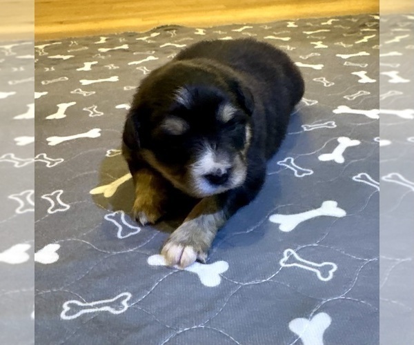 Medium Photo #16 Australian Shepherd Puppy For Sale in SALISBURY, NC, USA
